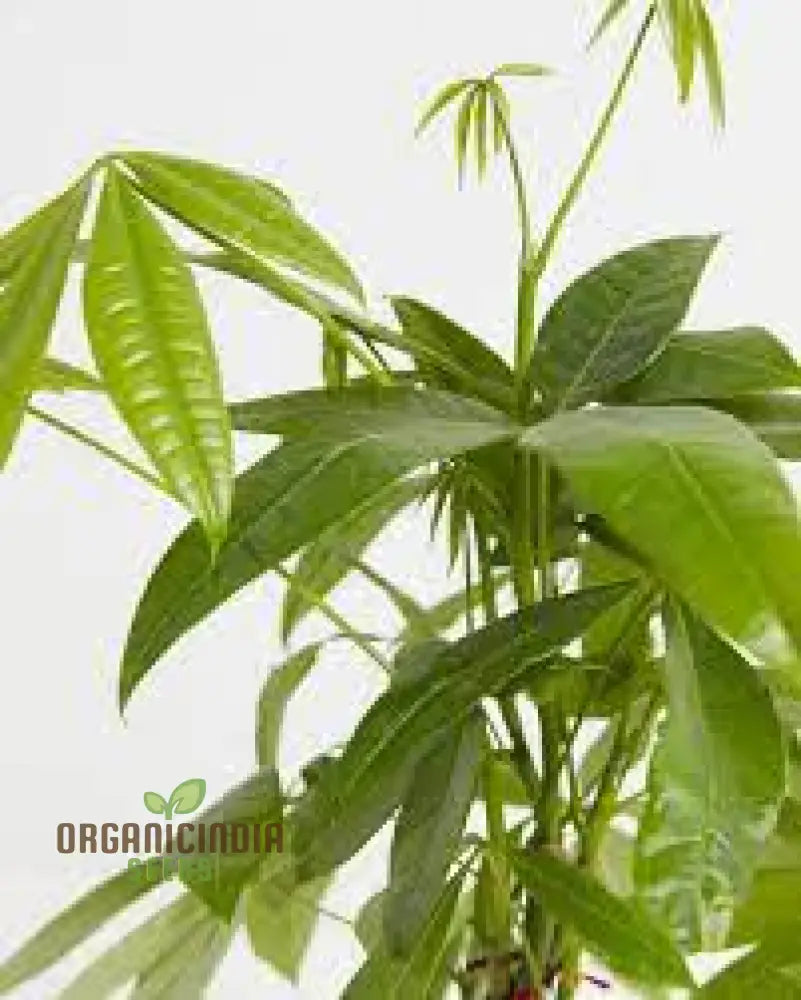 Green Money Tree Seeds Growing From