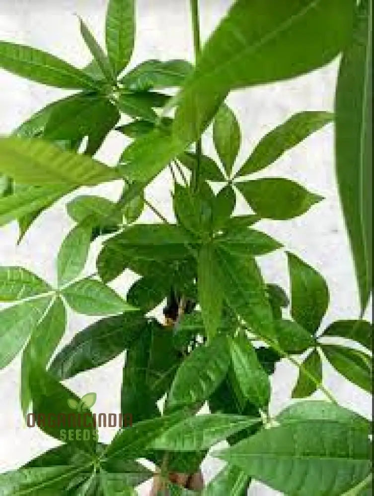 Green Money Tree Seeds Growing From