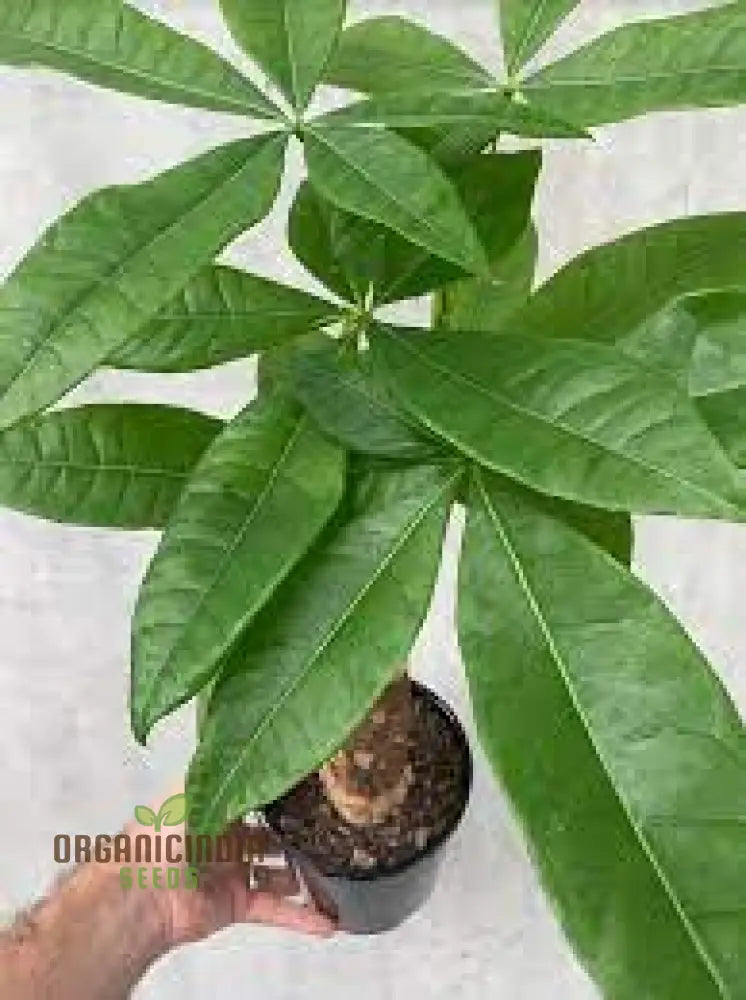 Green Money Tree Seeds Growing From