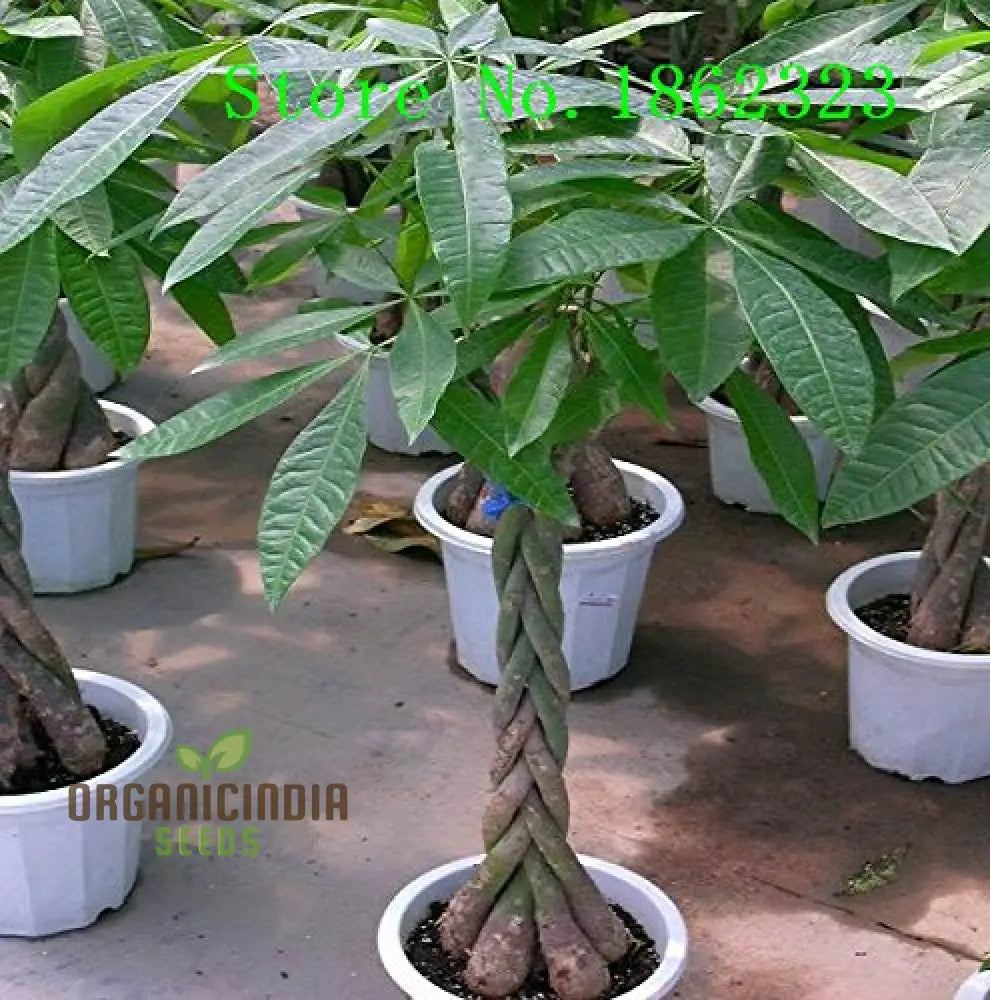 Green Money Tree Seeds Growing From