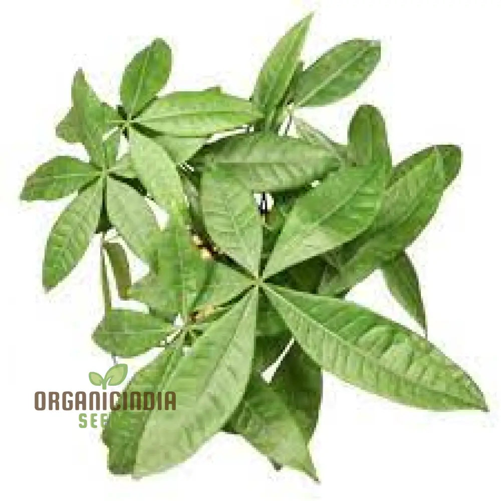 Green Money Tree Seeds Growing From