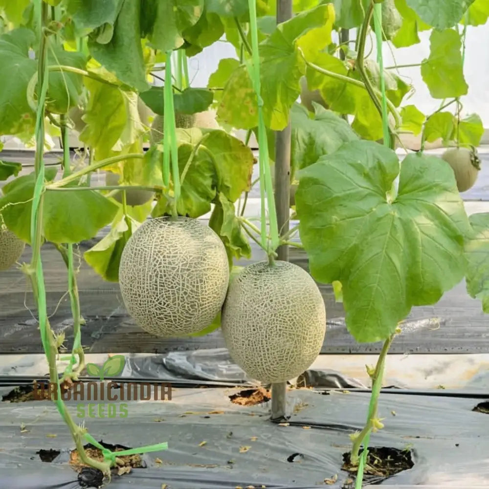 Green Muskmelon Seeds Smooth Fruit Planting For Plant Gardening