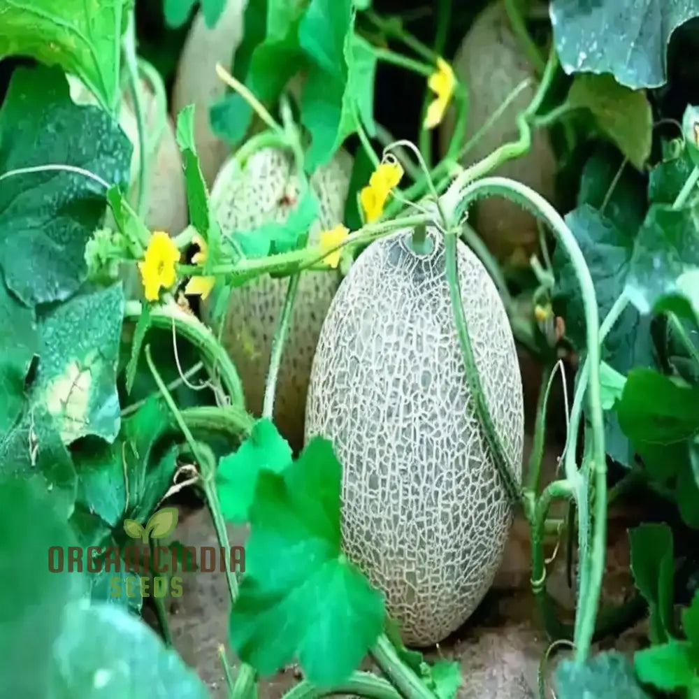 Green Muskmelon Seeds Smooth Fruit Planting For Plant Gardening