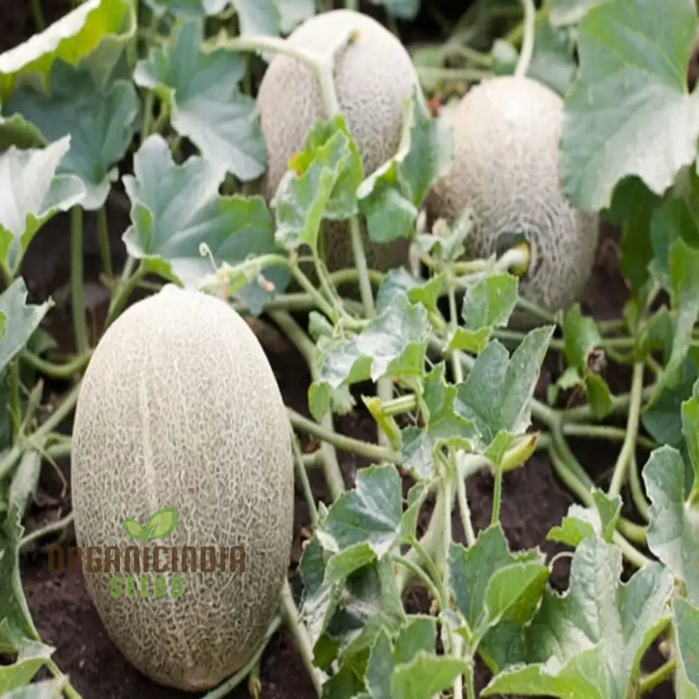 Green Muskmelon Seeds Smooth Fruit Planting For Plant Gardening