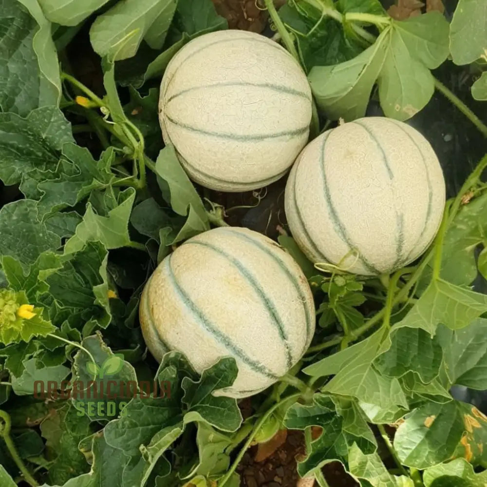 Green Muskmelon Seeds Smooth Fruit Planting For Plant Gardening