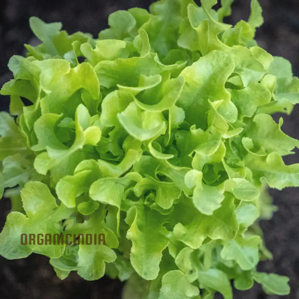 Green Oakleaf Lettuce Vegetable Seeds Cultivating Fresh And Flavorful Harvests With Expert Planting