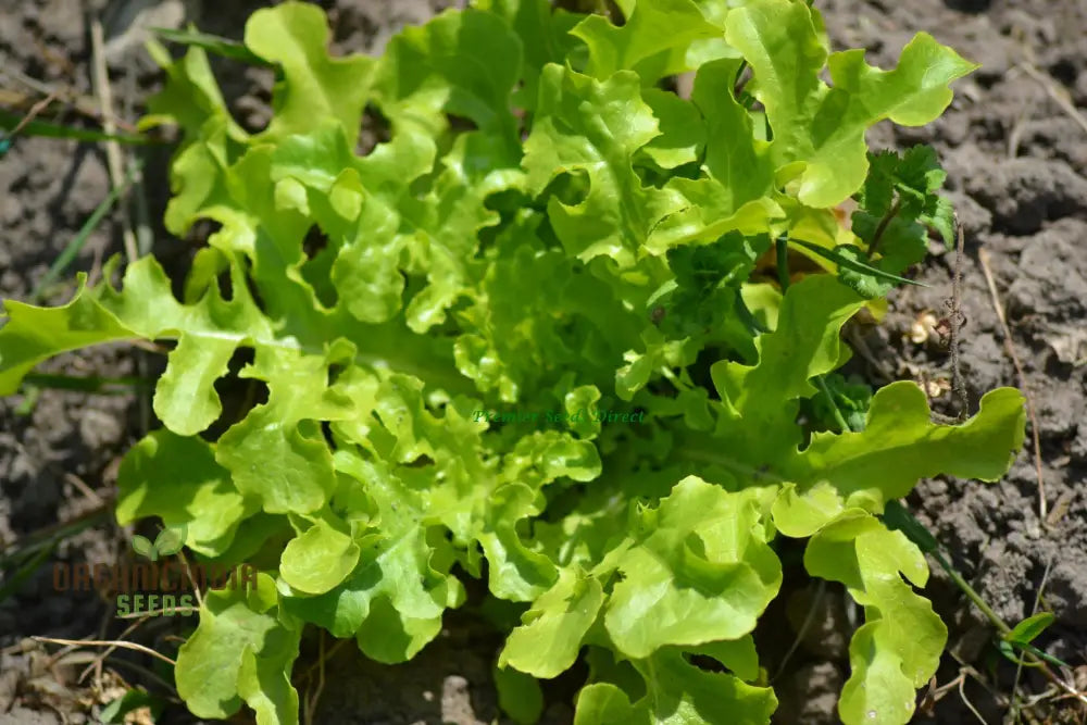 Green Oakleaf Lettuce Vegetable Seeds Cultivating Fresh And Flavorful Harvests With Expert Planting