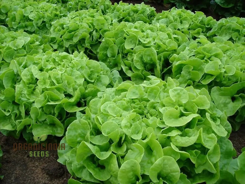 Green Oakleaf Lettuce Vegetable Seeds Cultivating Fresh And Flavorful Harvests With Expert Planting