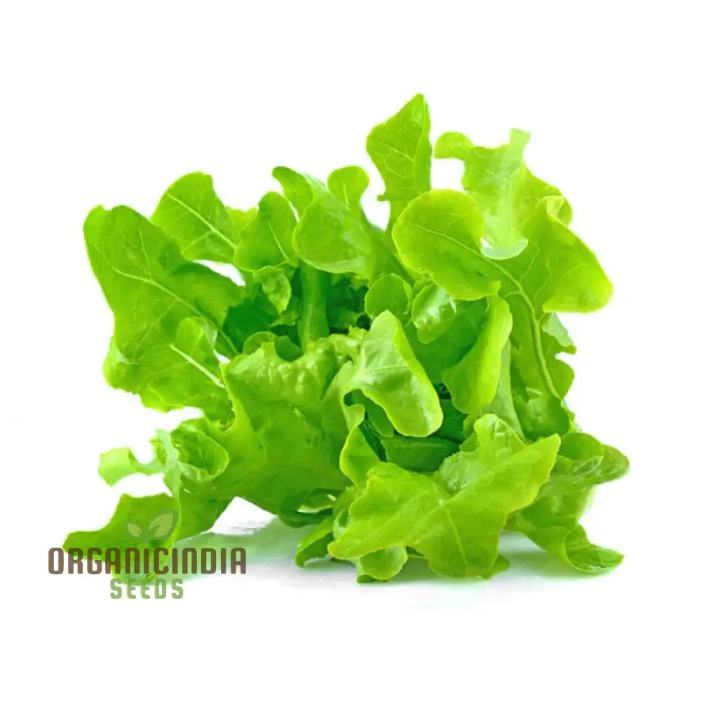 Green Oakleaf Lettuce Vegetable Seeds Cultivating Fresh And Flavorful Harvests With Expert Planting