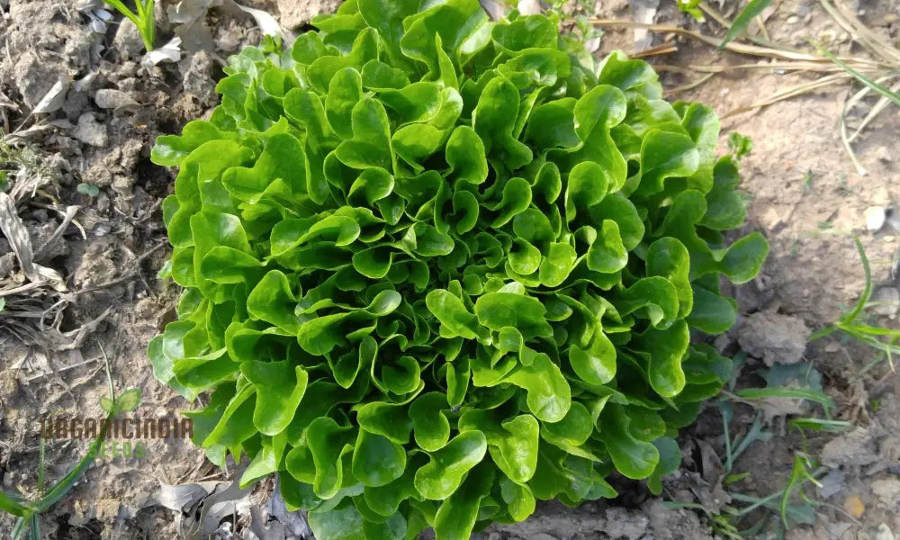 Green Oakleaf Lettuce Vegetable Seeds Cultivating Fresh And Flavorful Harvests With Expert Planting