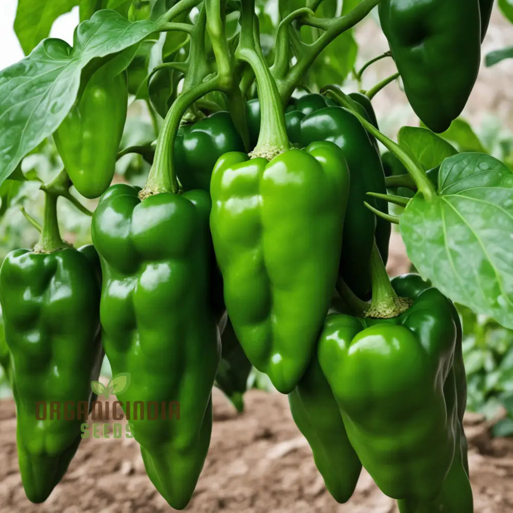 Green Padron Pepper Seeds For Planting Grow Your Own Mild To Spicy Delights Nightshades