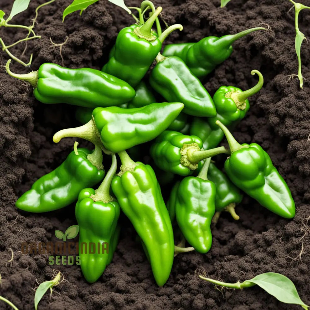 Green Padron Pepper Seeds For Planting Grow Your Own Mild To Spicy Delights Nightshades