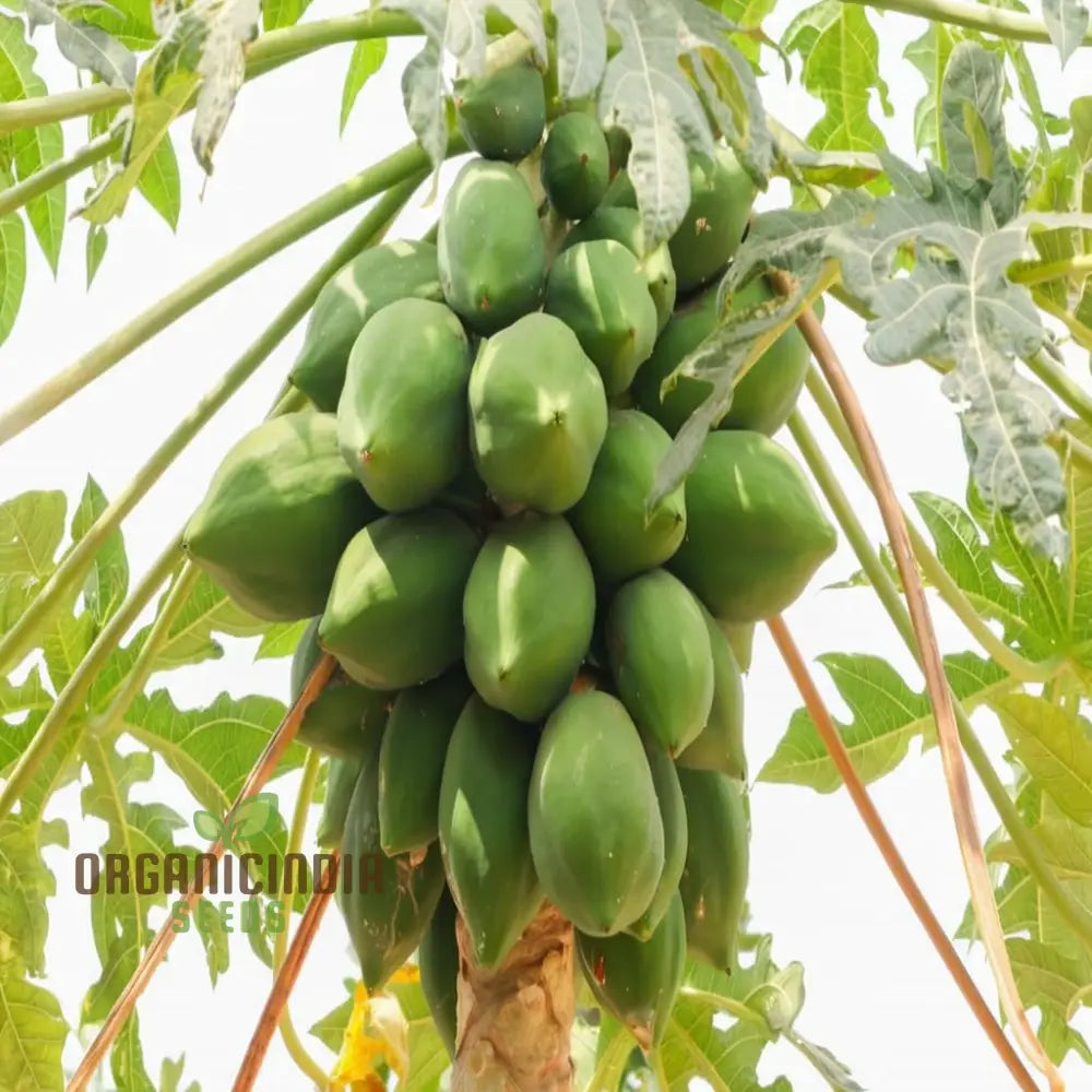 Green Papaya Fruit Seeds For Planting Cultivate Your Garden With Fresh Exotic