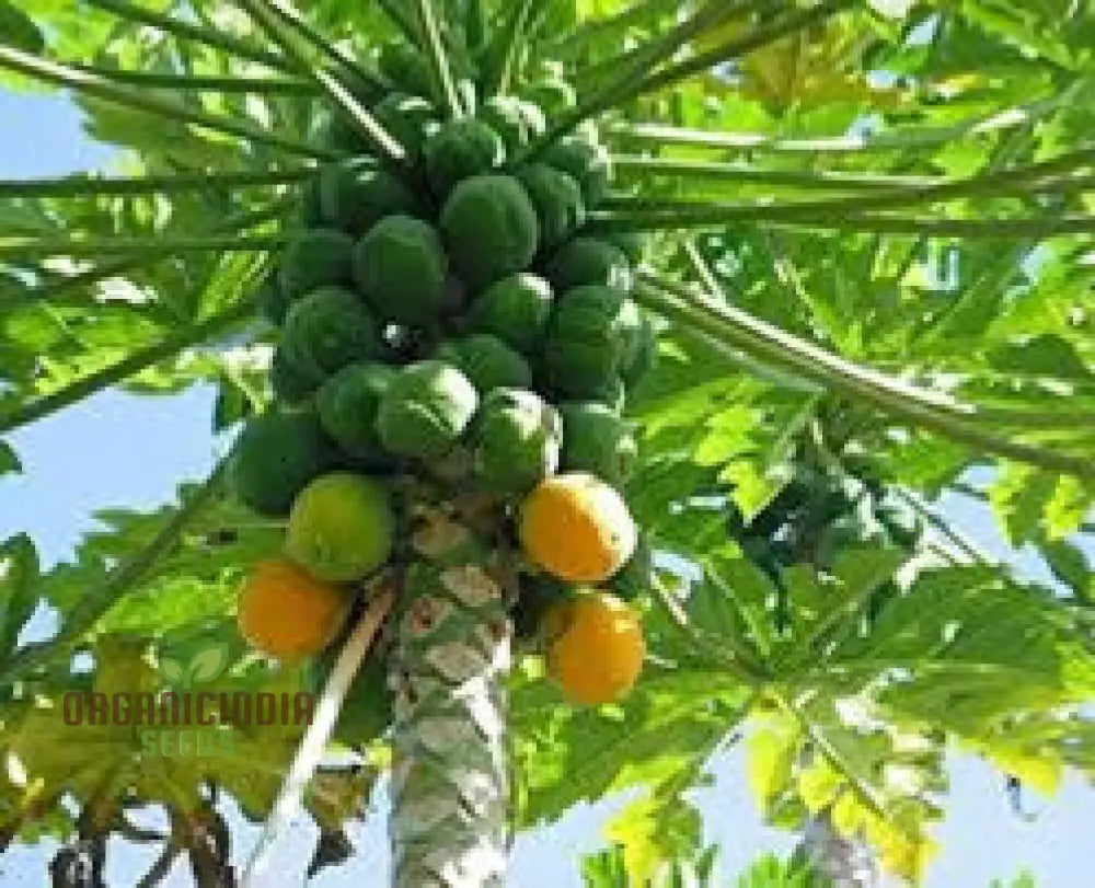 Green Papaya Fruit Seeds For Planting Cultivate Your Garden With Fresh Exotic