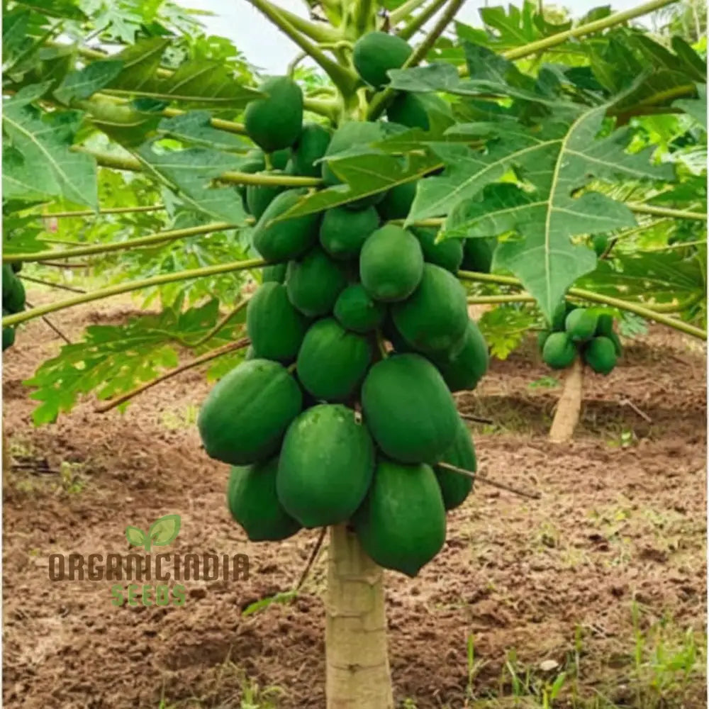 Green Papaya Fruit Seeds For Planting Cultivate Your Garden With Fresh Exotic