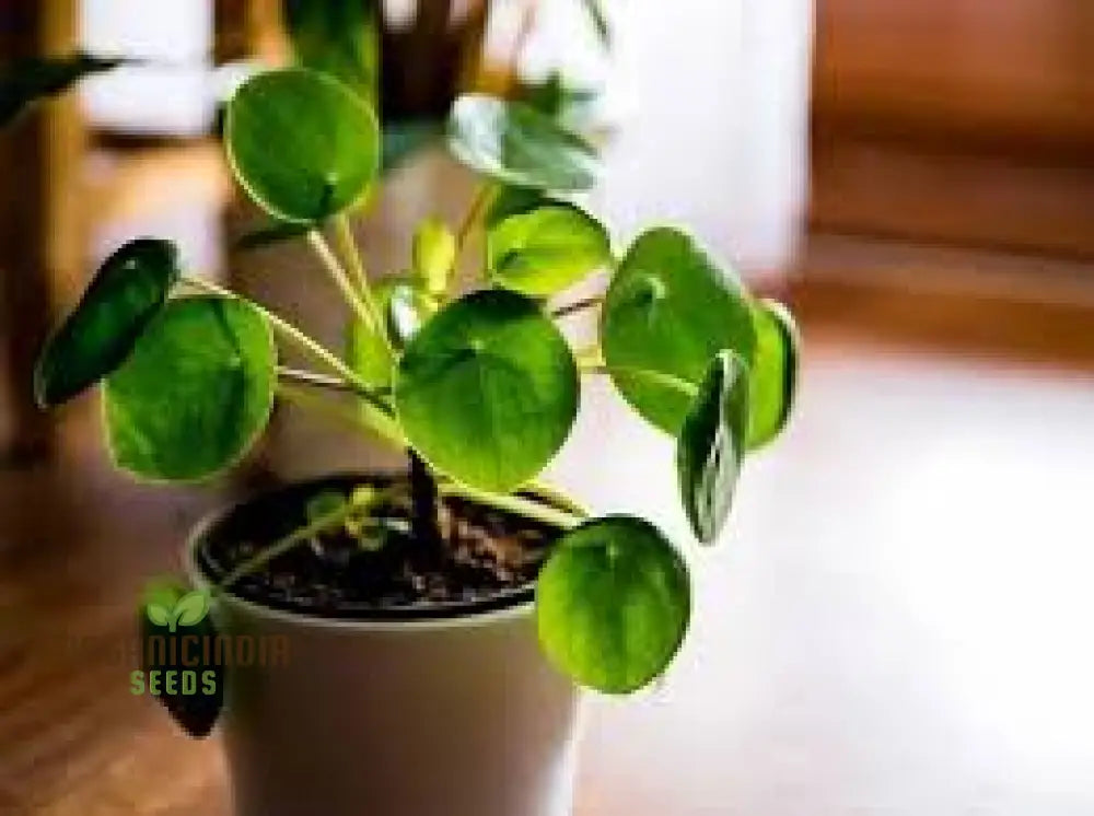 Green Pilea Plant Seeds 10Pcs Packet Premium