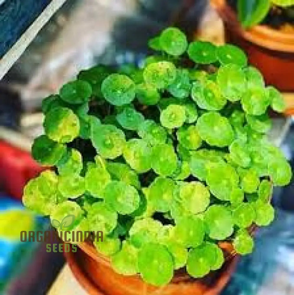 Green Pilea Plant Seeds 10Pcs Packet Premium