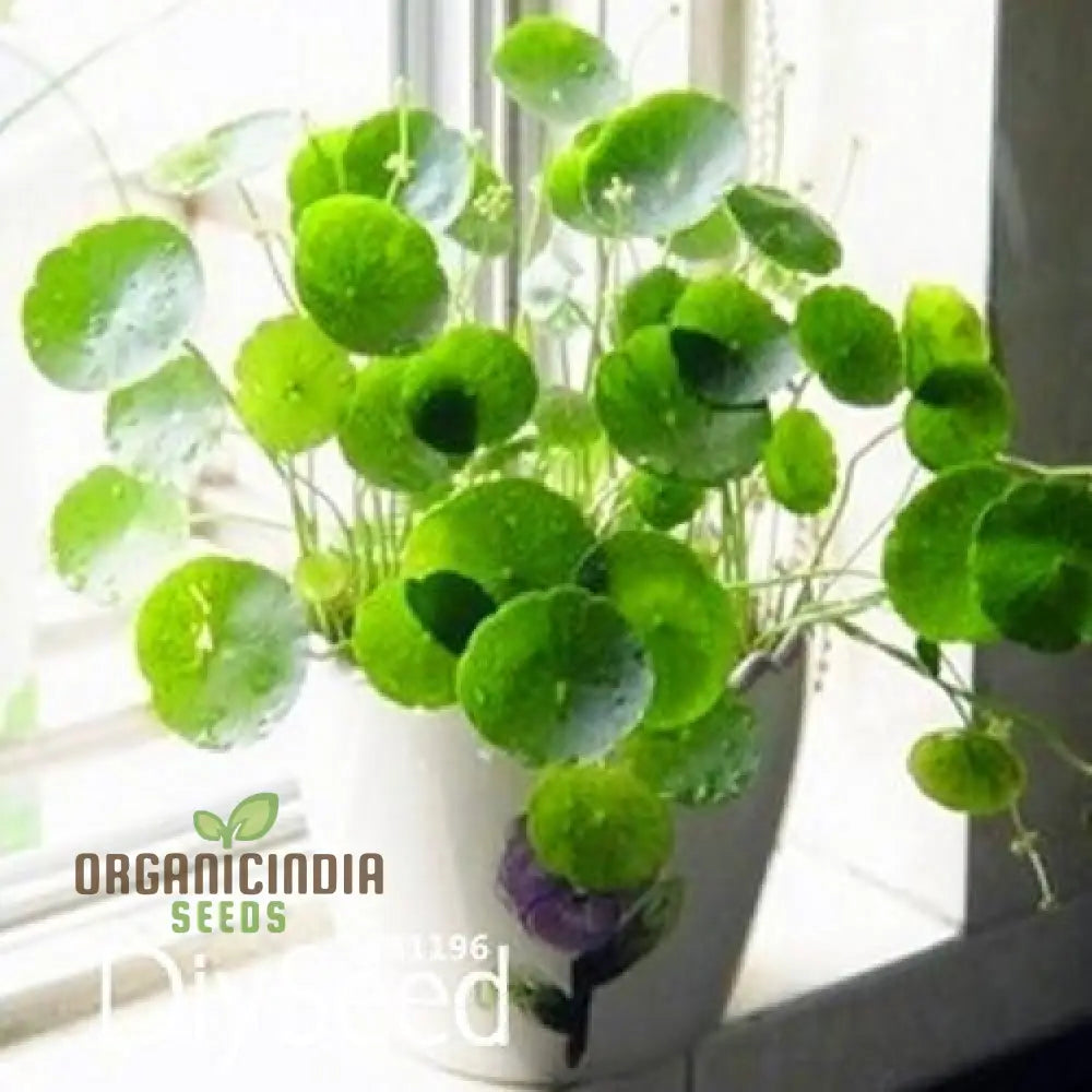 Green Pilea Plant Seeds 10Pcs Packet Premium