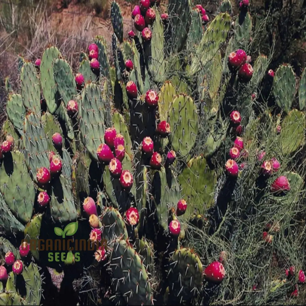 Green Prickly Pear Seeds For Planting Cultivate Your Garden With Opuntia Lasiacantha Fruit