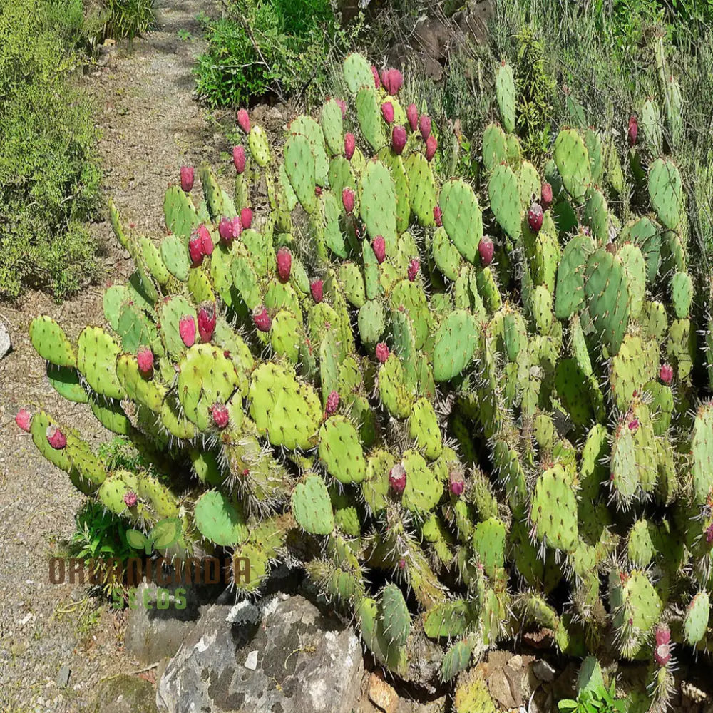 Green Prickly Pear Seeds For Planting Cultivate Your Garden With Opuntia Lasiacantha Fruit