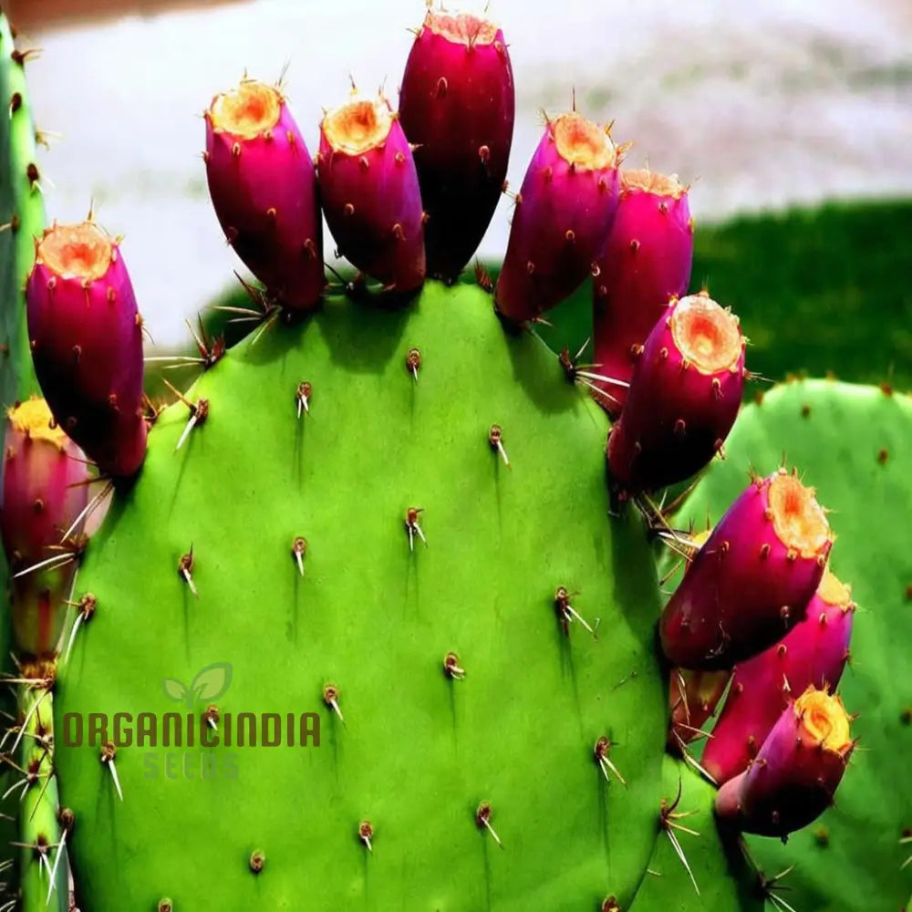 Green Prickly Pear Seeds For Planting Cultivate Your Garden With Opuntia Lasiacantha Fruit