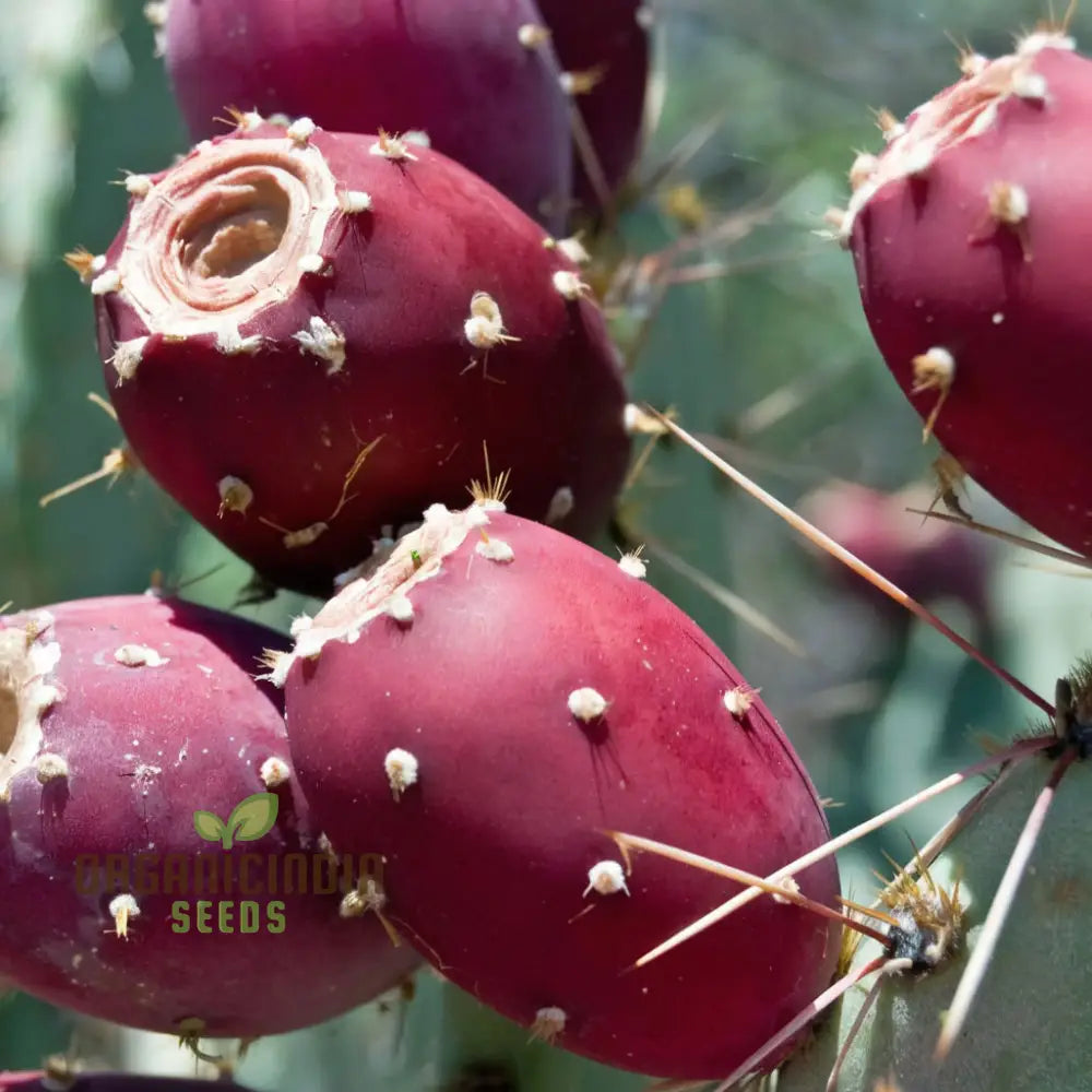 Green Prickly Pear Seeds For Planting Cultivate Your Garden With Opuntia Lasiacantha Fruit