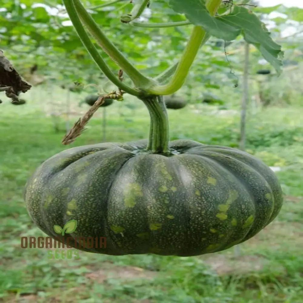 Green Pumpkin Vegetable Seeds Premium For Planting & Gardening Enthusiasts Ideal Growing And