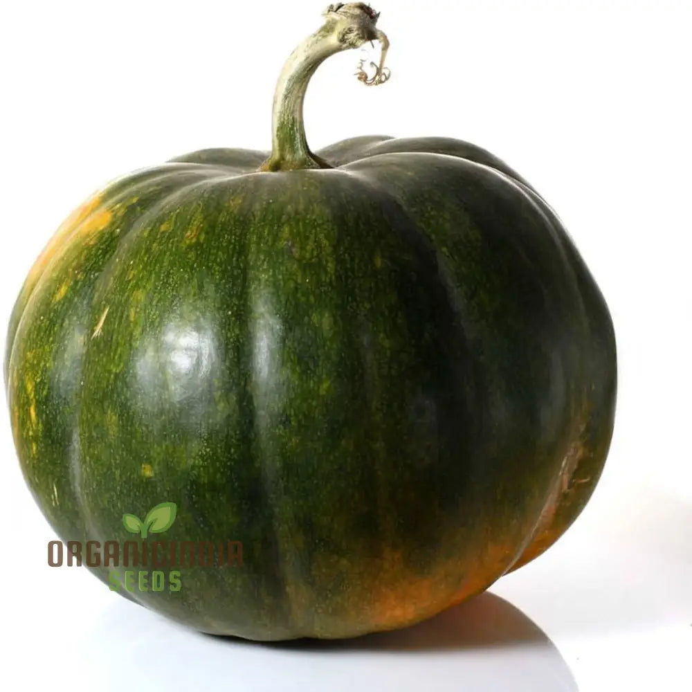 Green Pumpkin Vegetable Seeds Premium For Planting & Gardening Enthusiasts Ideal Growing And