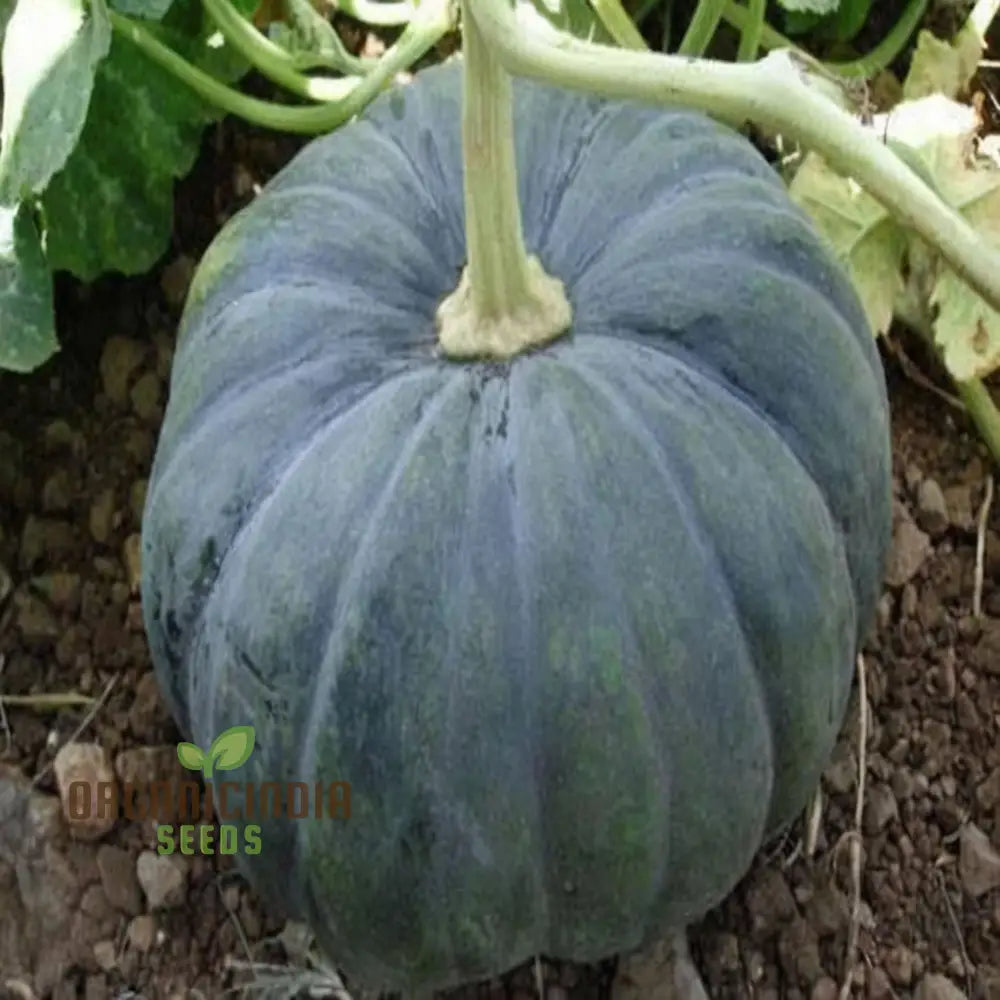 Green Pumpkin Vegetable Seeds Premium For Planting & Gardening Enthusiasts Ideal Growing And