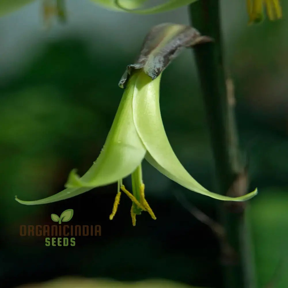 Green Puya Mirabilis Flower Seeds Rare And Striking Blooms Easy-To-Growing Exotic Garden Perennials