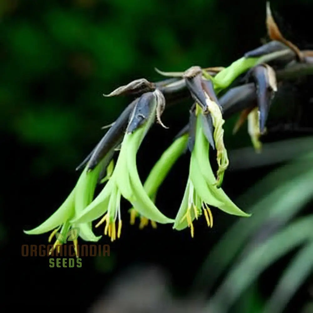 Green Puya Mirabilis Flower Seeds Rare And Striking Blooms Easy-To-Growing Exotic Garden Perennials