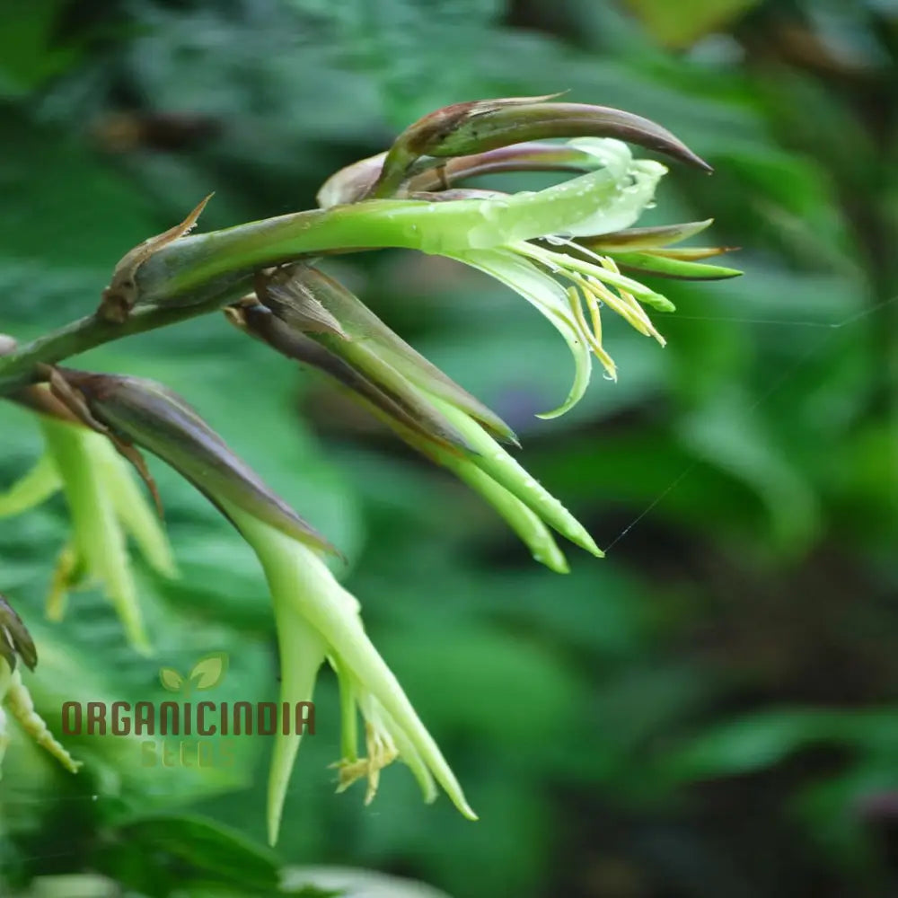 Green Puya Mirabilis Flower Seeds Rare And Striking Blooms Easy-To-Growing Exotic Garden Perennials