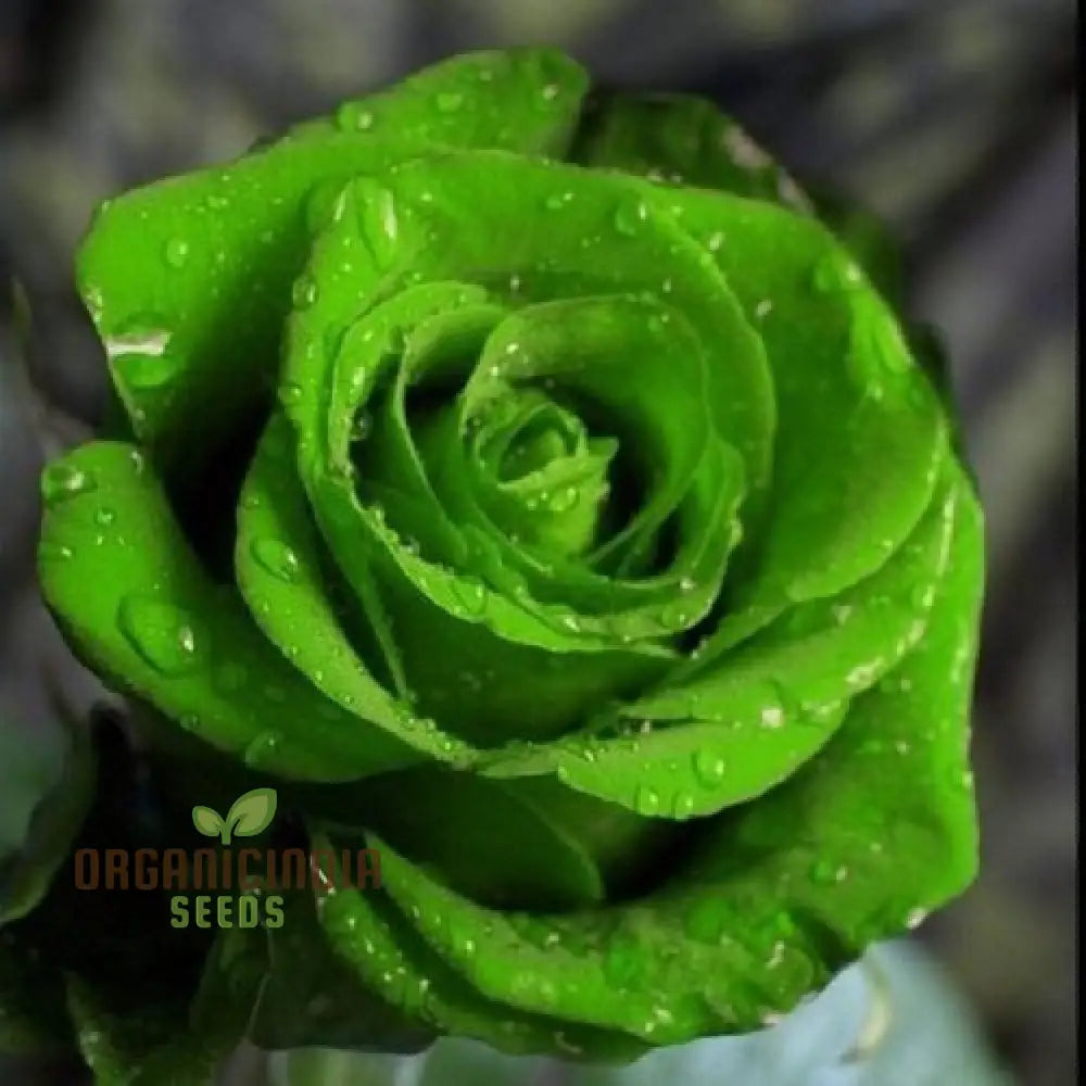 Green Rose Flower Seeds For Planting Expert Gardening Guide Cultivating Unique And Stunning Roses