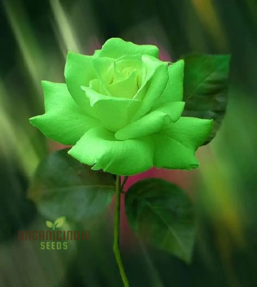 Green Rose Flower Seeds For Planting Expert Gardening Guide Cultivating Unique And Stunning Roses