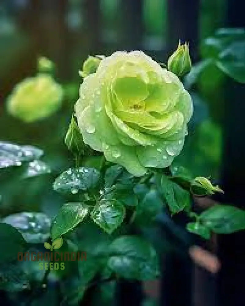 Green Rose Flower Seeds For Planting Expert Gardening Guide Cultivating Unique And Stunning Roses