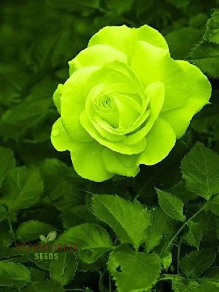 Green Rose Flower Seeds For Planting Expert Gardening Guide Cultivating Unique And Stunning Roses