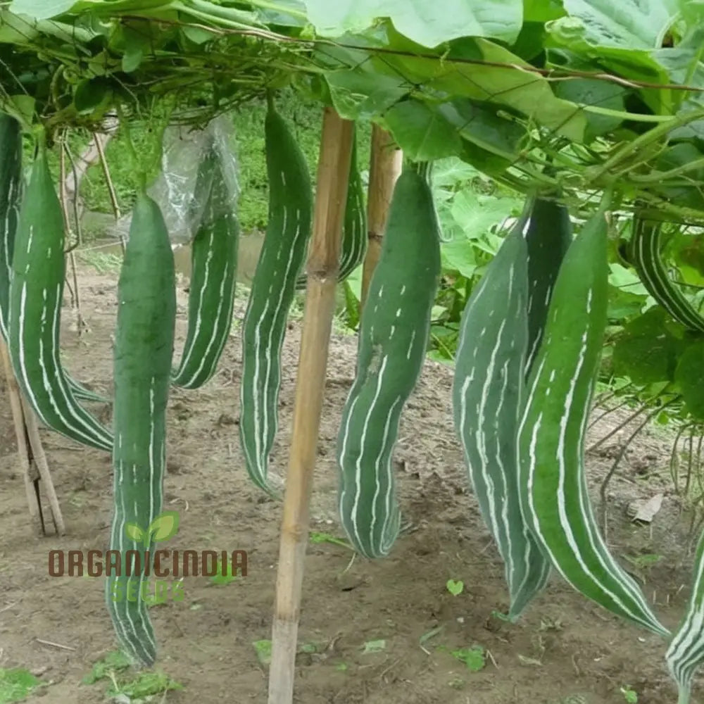 Green Snake Gourd Vegetable Seeds For Planting Grow Exotic Fresh For Your Garden Squash And Gourds