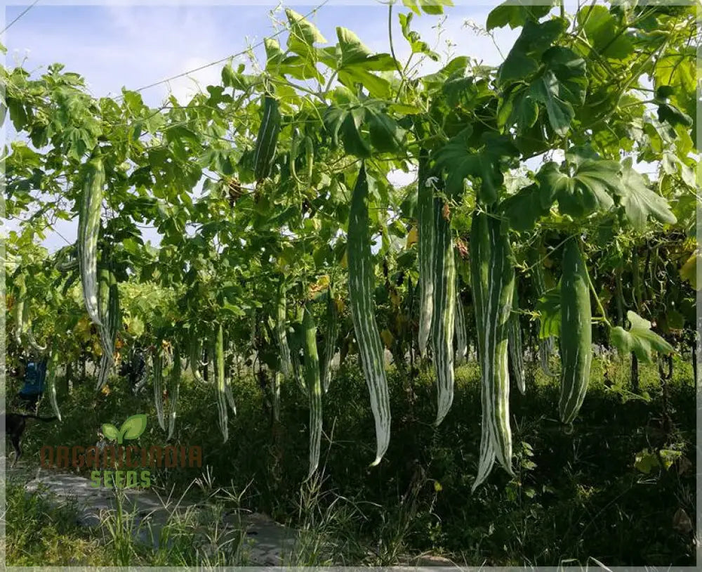 Green Snake Gourd Vegetable Seeds For Planting Grow Exotic Fresh For Your Garden Squash And Gourds