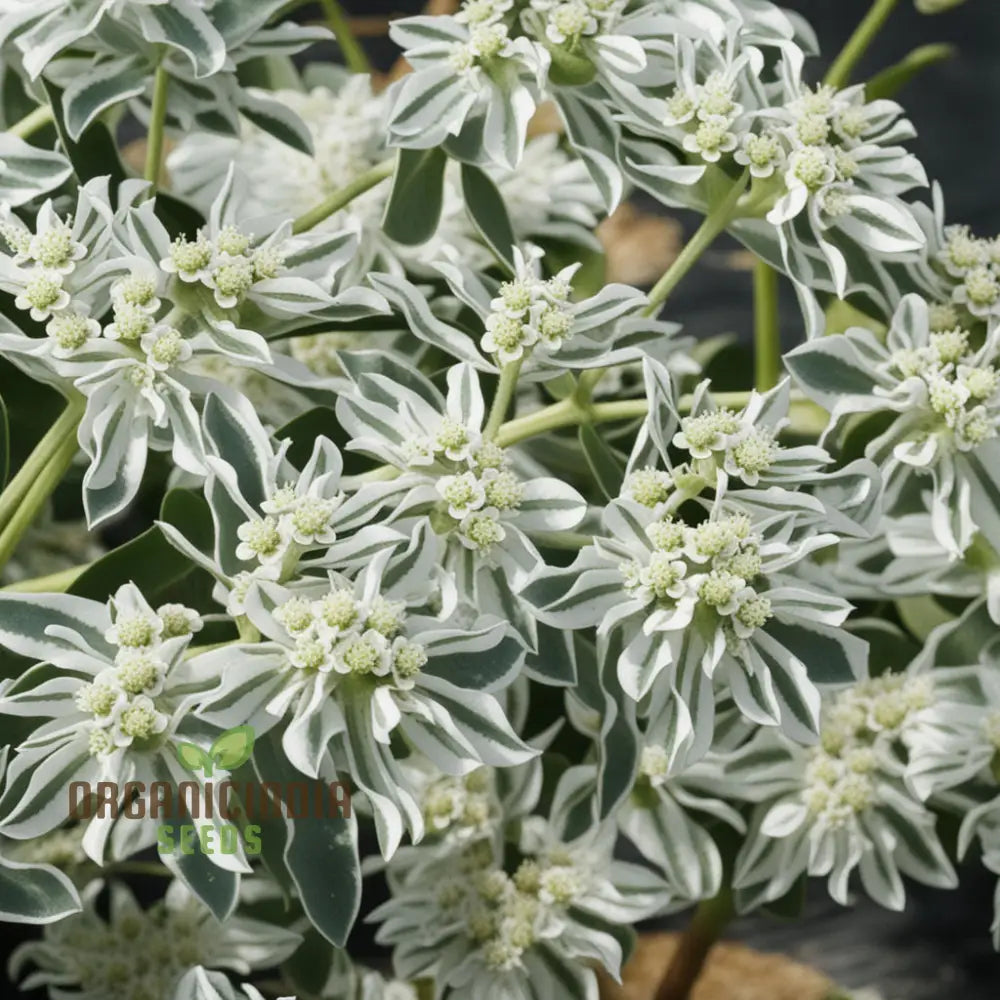 Green Snow On The Mountain Flower Seeds - Exotic Euphorbia For Lush Gardens Annuals