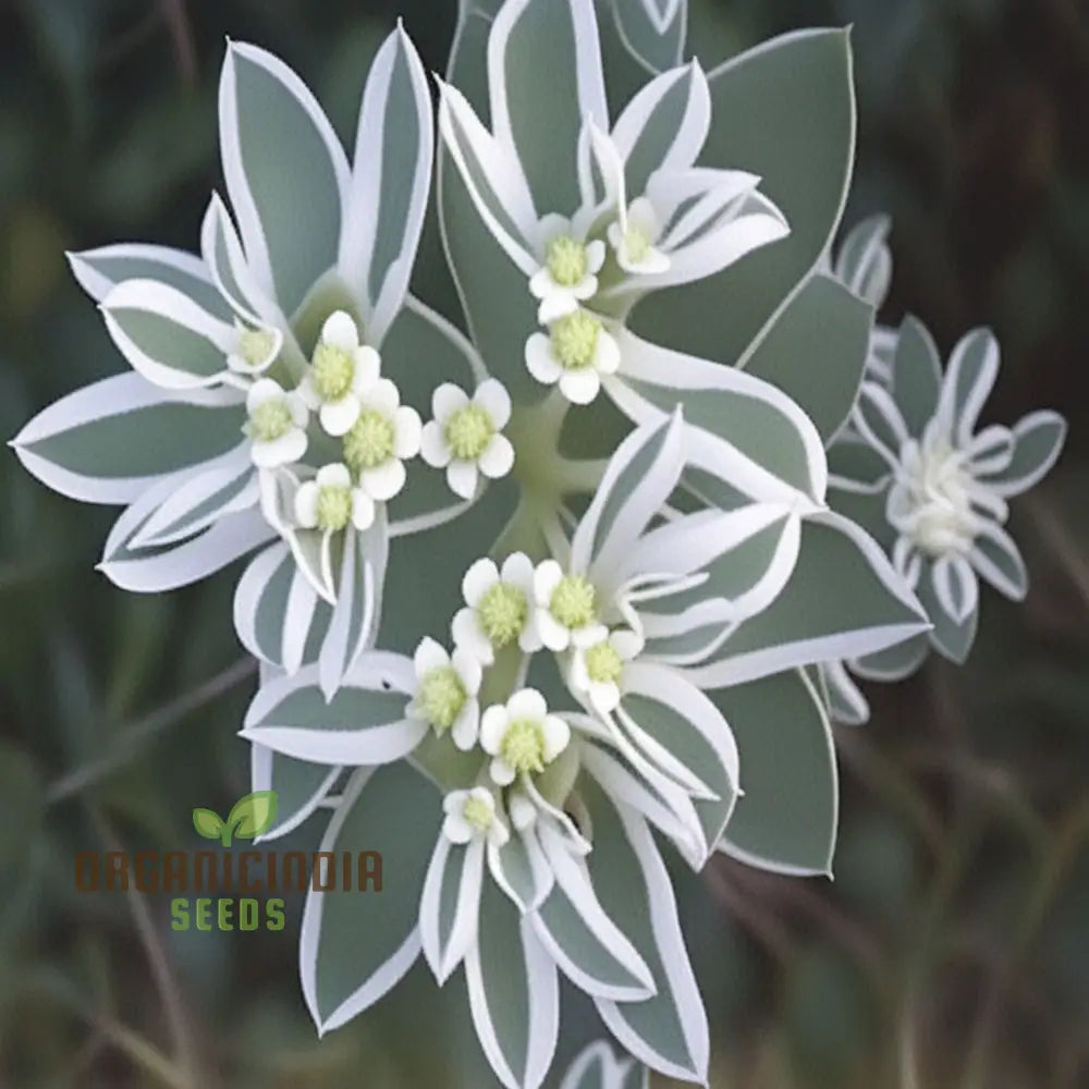 Green Snow On The Mountain Flower Seeds - Exotic Euphorbia For Lush Gardens Annuals