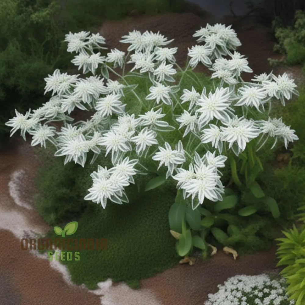 Green Snow On The Mountain Flower Seeds - Exotic Euphorbia For Lush Gardens Annuals