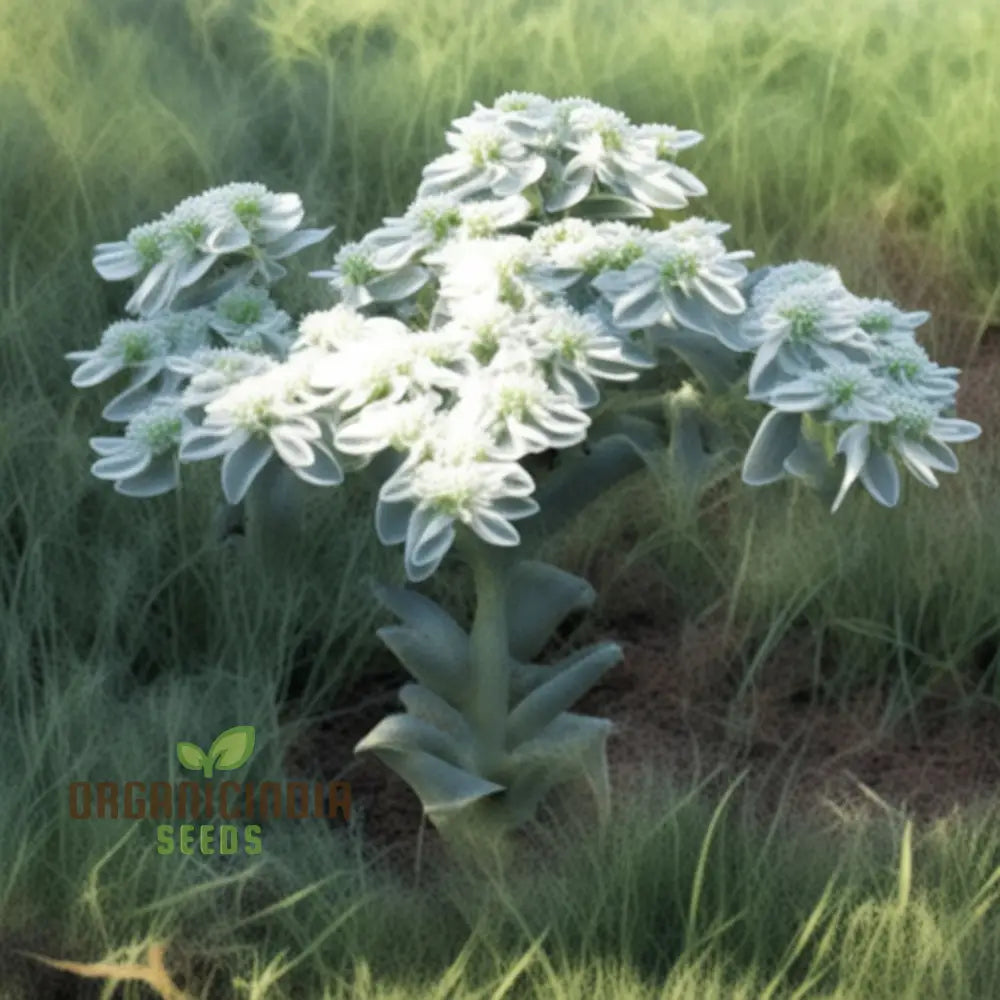 Green Snow On The Mountain Flower Seeds - Exotic Euphorbia For Lush Gardens Annuals