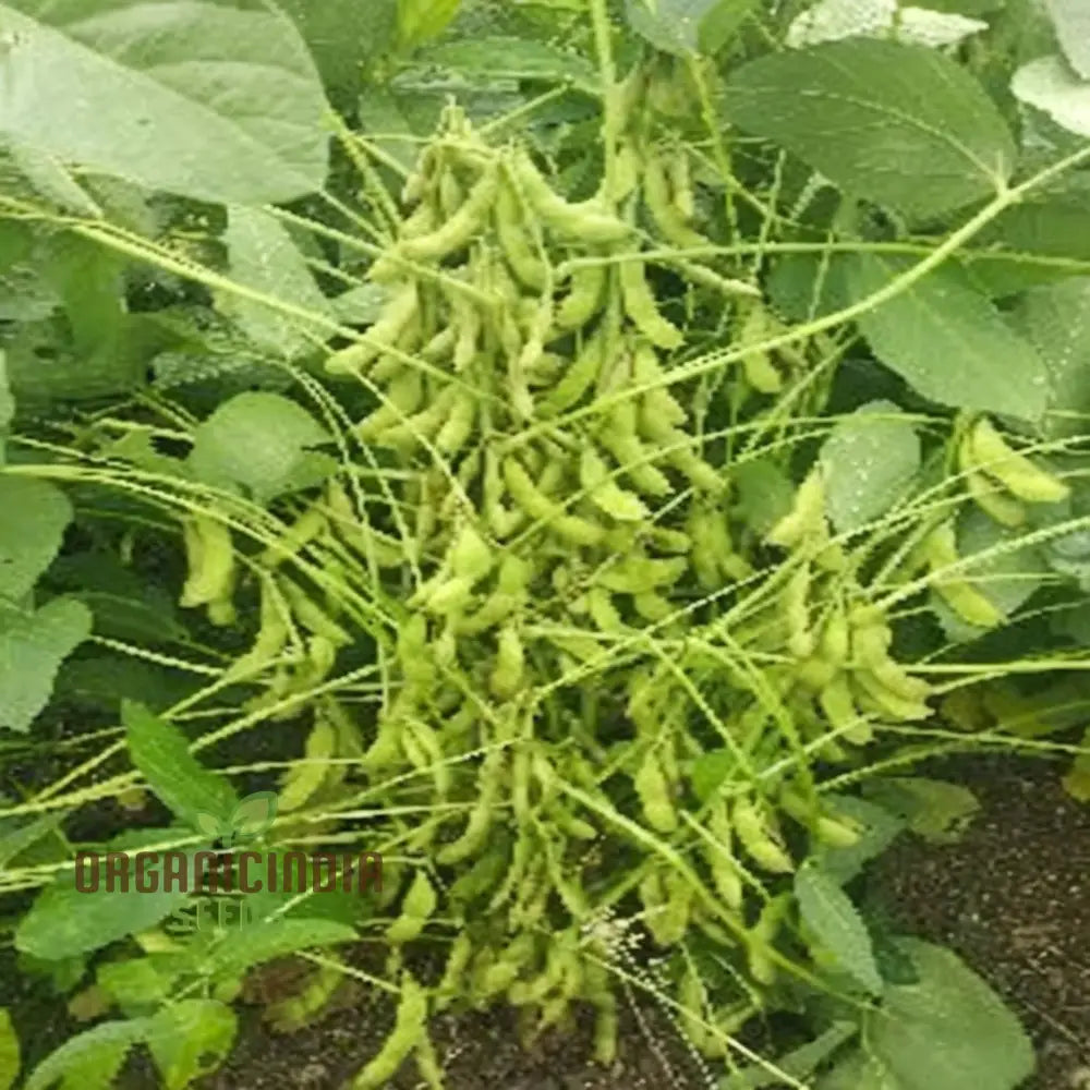 Green Soybean Seeds Premium Vegetable For Planting A Bountiful Harvest Legumes