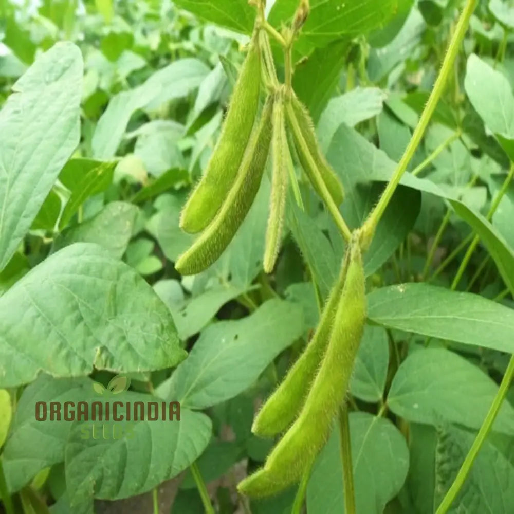 Green Soybean Seeds Premium Vegetable For Planting A Bountiful Harvest Legumes