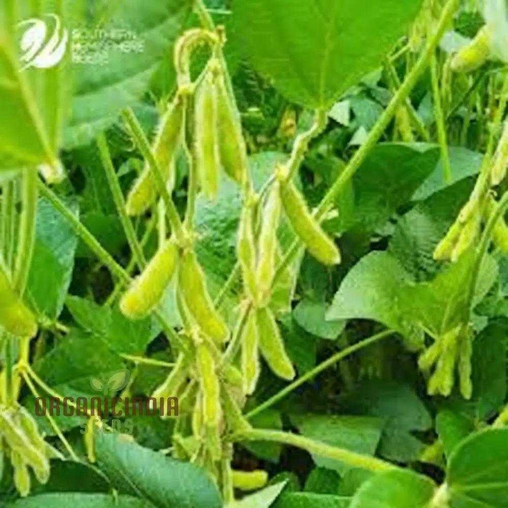 Green Soybean Seeds Premium Vegetable For Planting A Bountiful Harvest Legumes