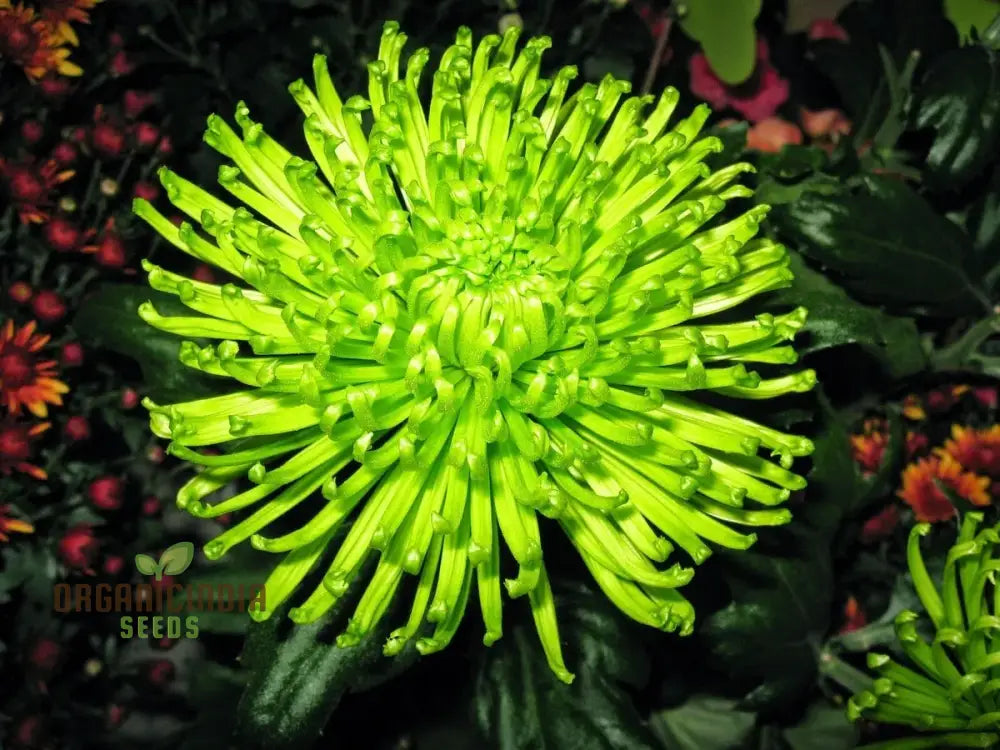 Green ’Spider’ Chrysanthemum Flower Seeds High-Quality For Planting And Gardening - Cultivate