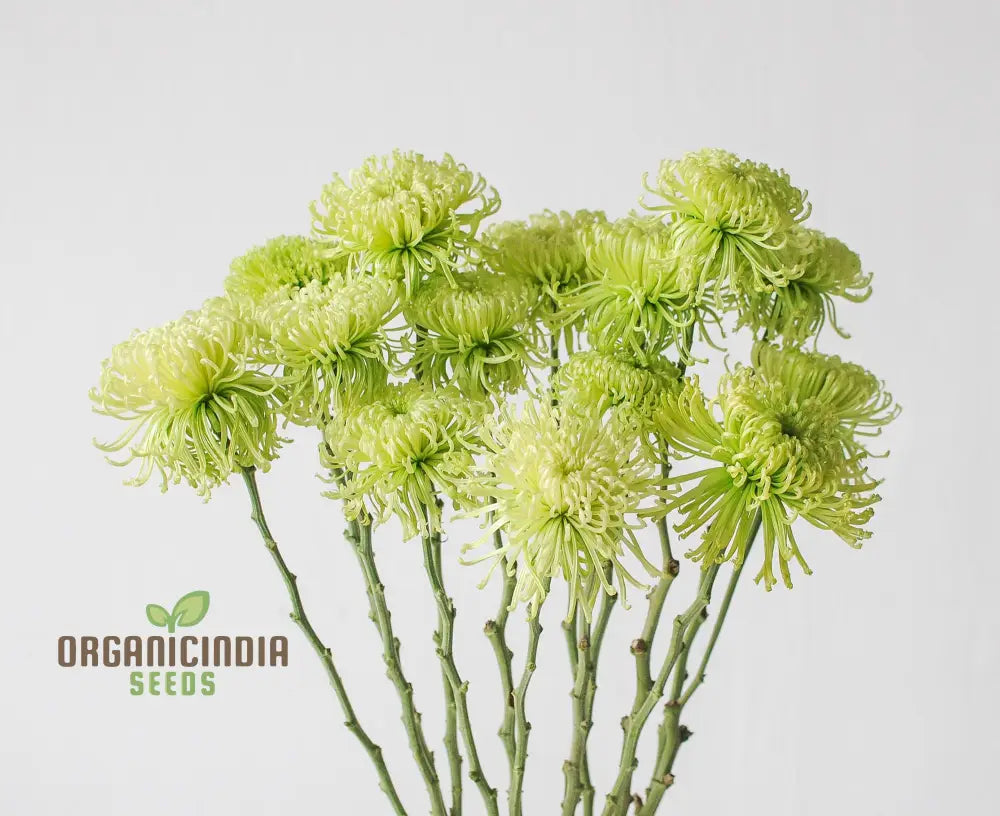 Green â€™Spiderâ€™ Chrysanthemum Flower Seeds High-Quality For Planting And Gardening - Cultivate