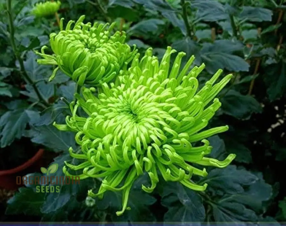 Green ’Spider’ Chrysanthemum Flower Seeds High-Quality For Planting And Gardening - Cultivate