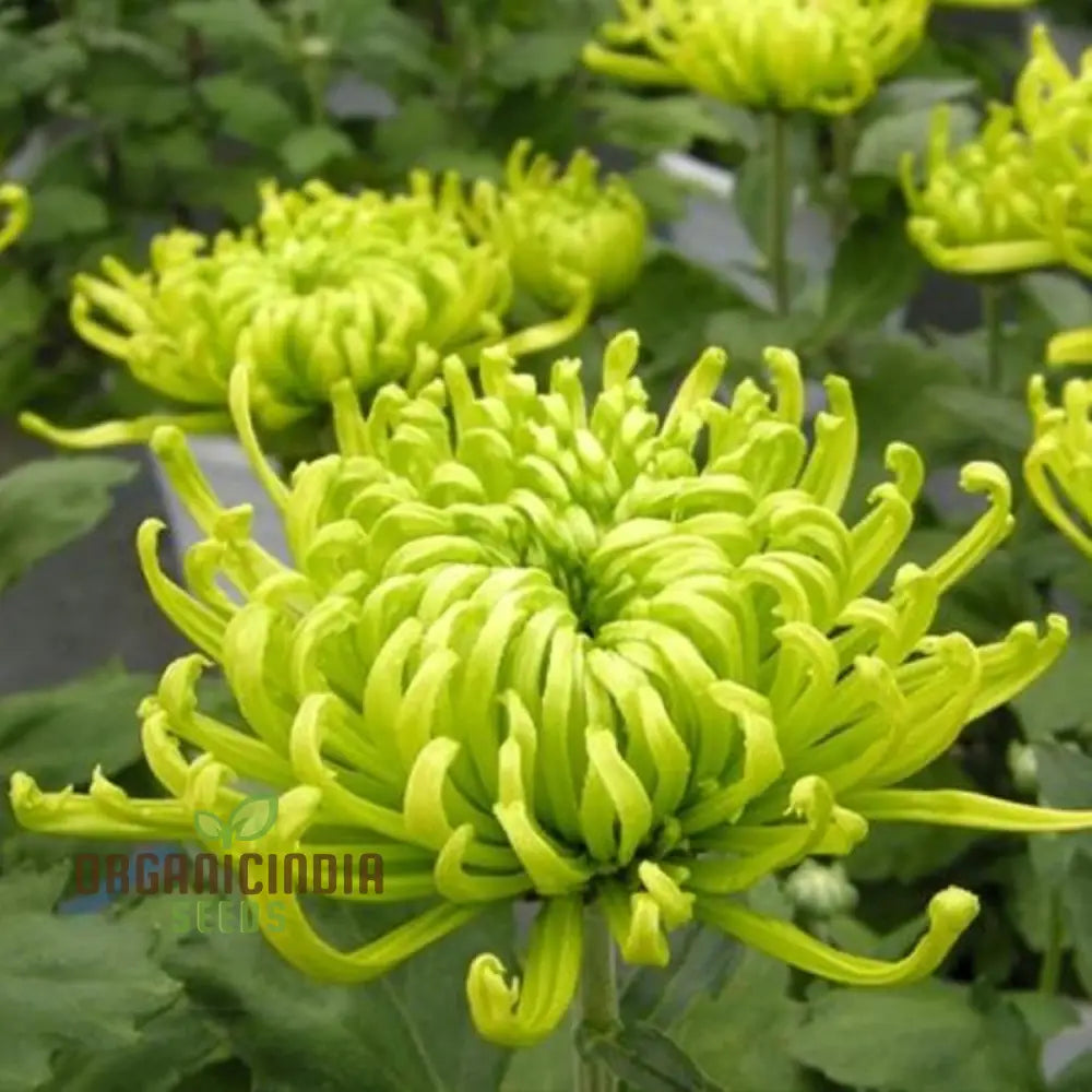 Green ’Spider’ Chrysanthemum Flower Seeds High-Quality For Planting And Gardening - Cultivate