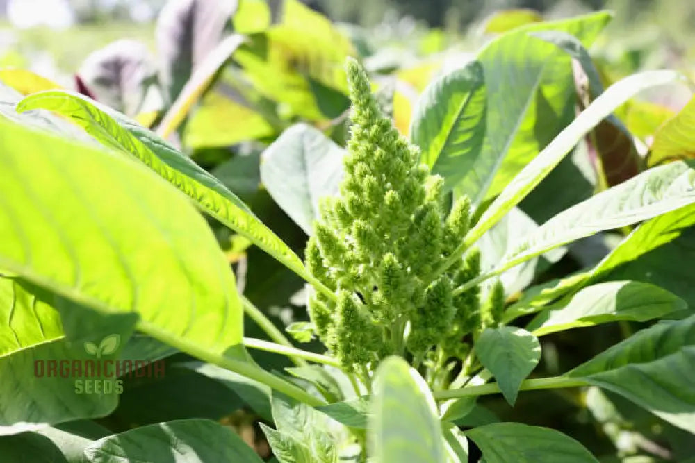 Green Thumb: Amaranth Seeds For Enthusiastic Gardeners – Cultivate Beauty And Nutrition From Seed